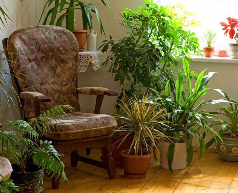 Теневыносливые и тенелюбивые комнатные растения