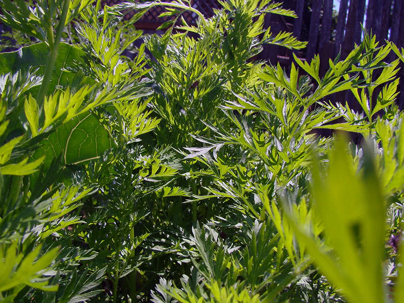 Условия и сроки посадки моркови осенью