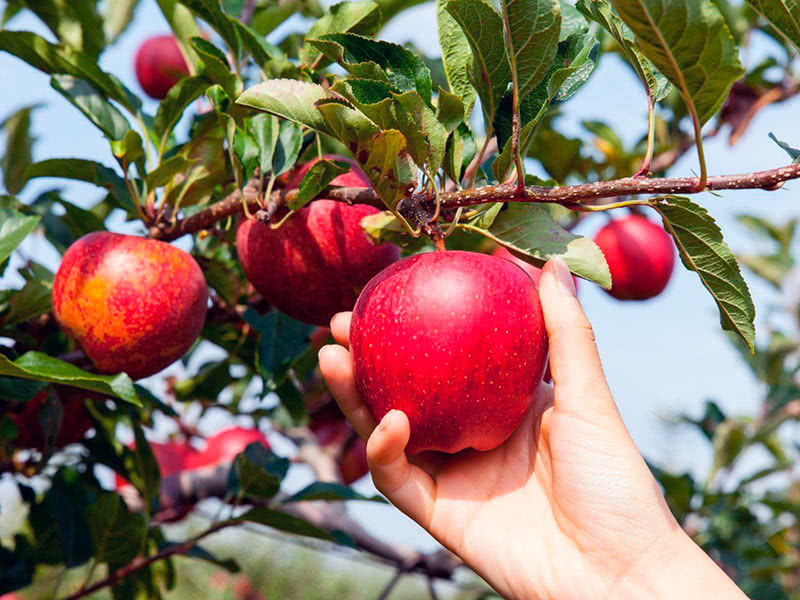 Как собирать и хранить яблоки