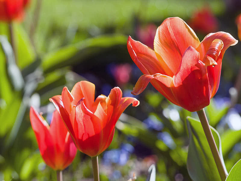 Пересадка тюльпанов весной и осенью