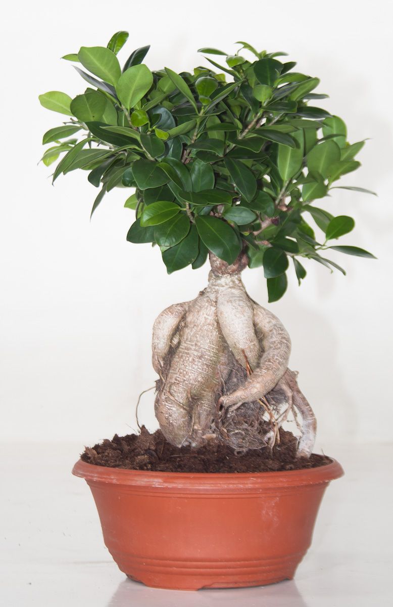 Фикус микрокарпа гинсенг: фото, уход в домашних условиях, бонсай