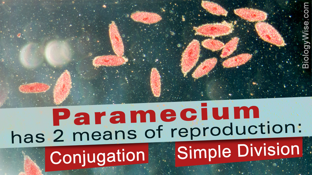 Paramecium Reproduction