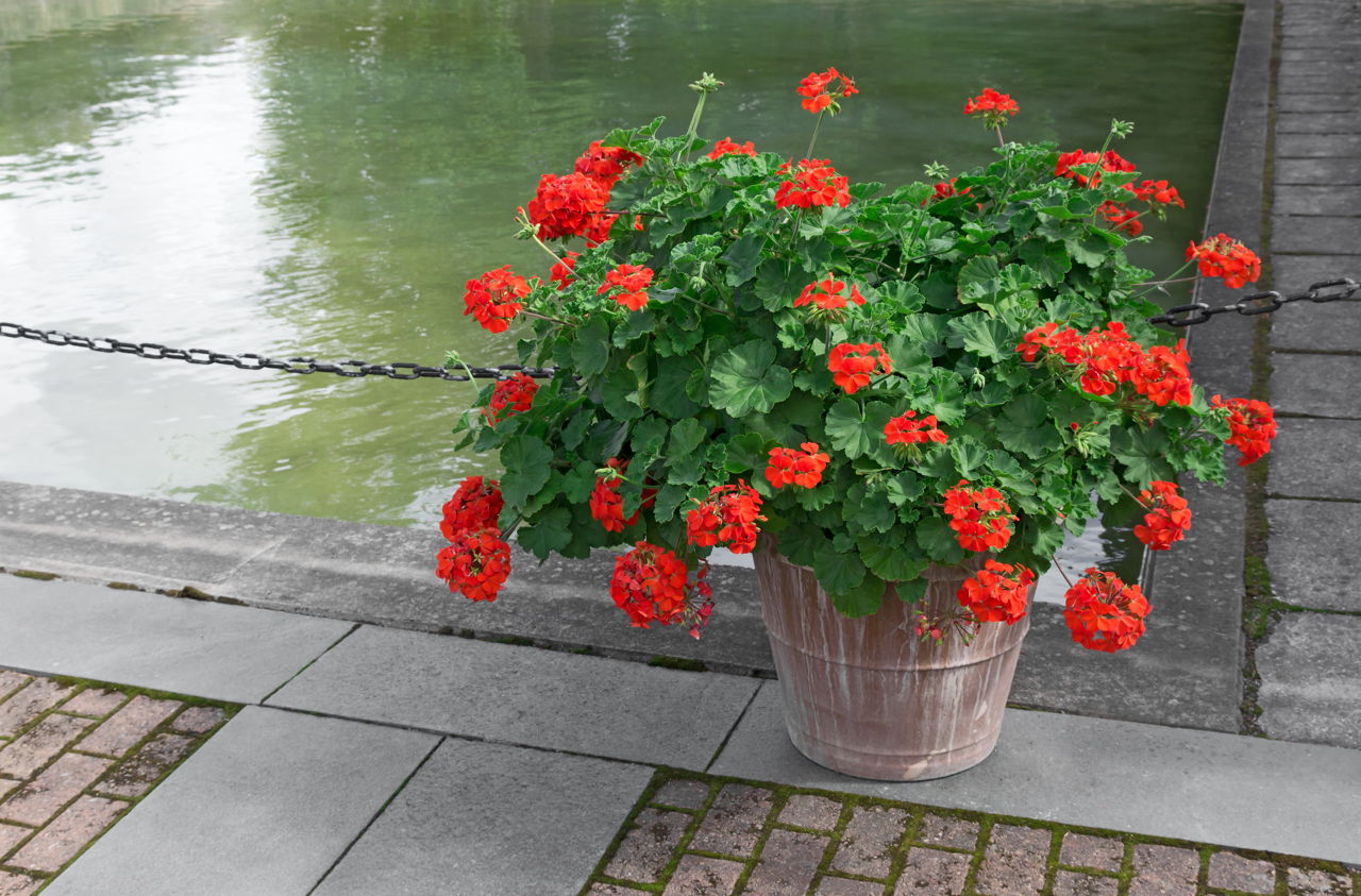 How to Prune Geraniums for Better Growth