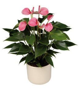 Лат. Anthurium