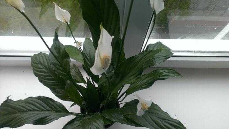 Лат. Spathiphyllum