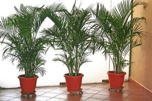 Выращивание комнатной пальмы