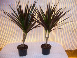 Особенности выращивания пальм