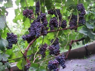 кишмиш виноград (раздел)