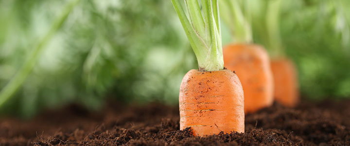 Как сажать морковь под зиму
