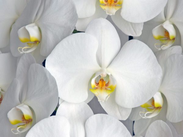 Белые сорта орхидеи — описание и правила посадки