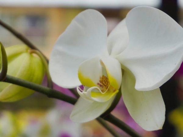 Орхидею можно размножать в домашних условиях