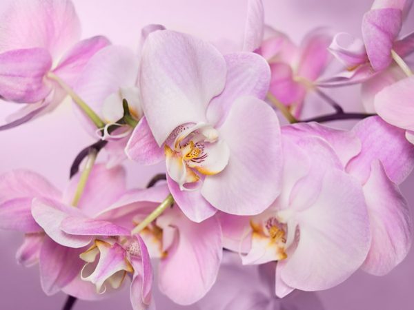 Орхидея не переносит сквозняков