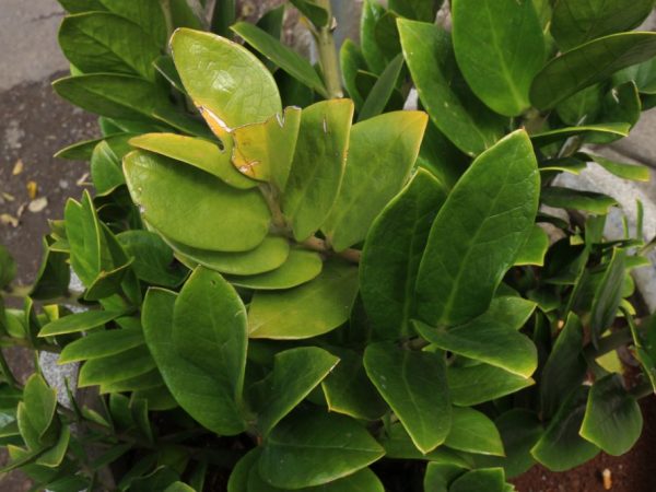 Желтеют листья у Замиокулькаса — как спасти растение