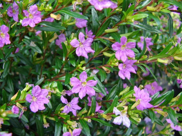 Cuphea hyssopifolia