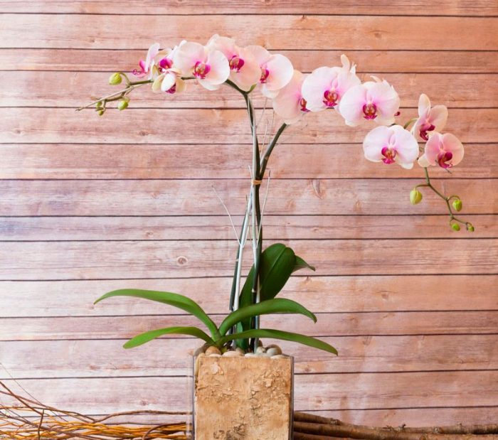 Уход за орхидеей фаленопсис в домашних условиях
