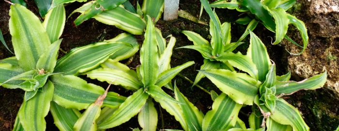 Криптантус бесстебельный (Cryptanthus acaulis)