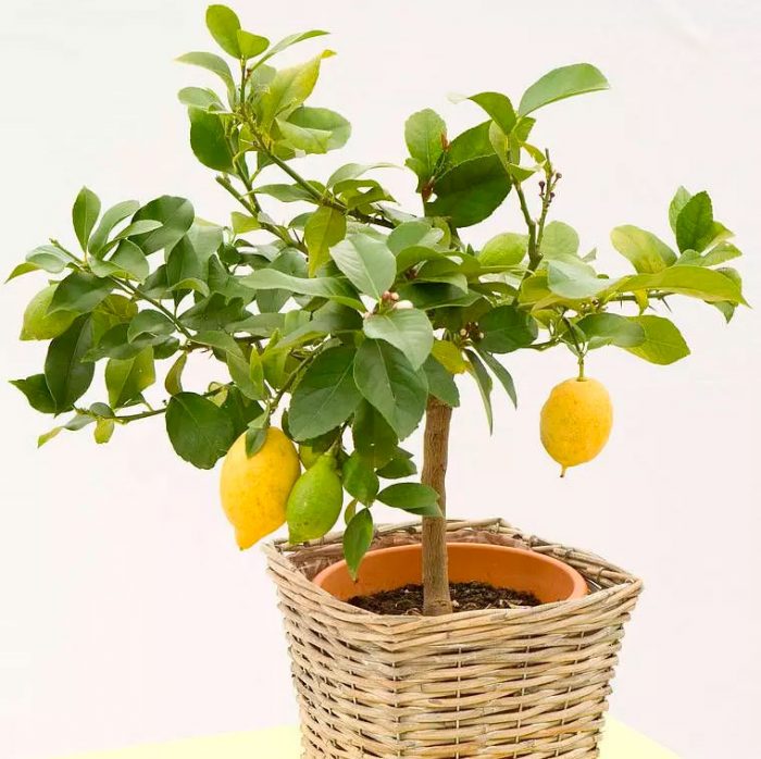 Домашний лимон