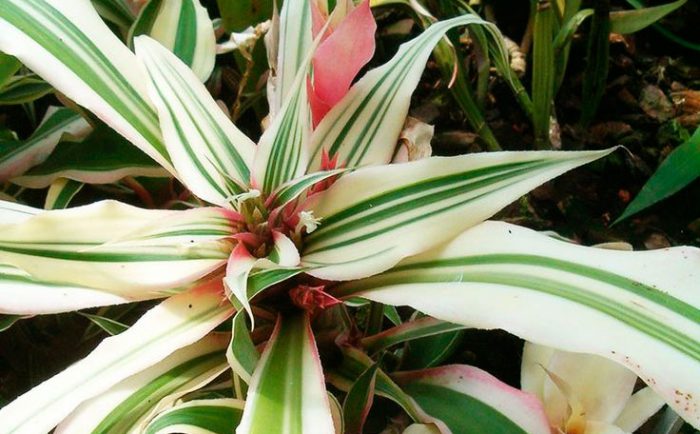 Криптантус бромелиевый (Cryptanthus bromelioides)