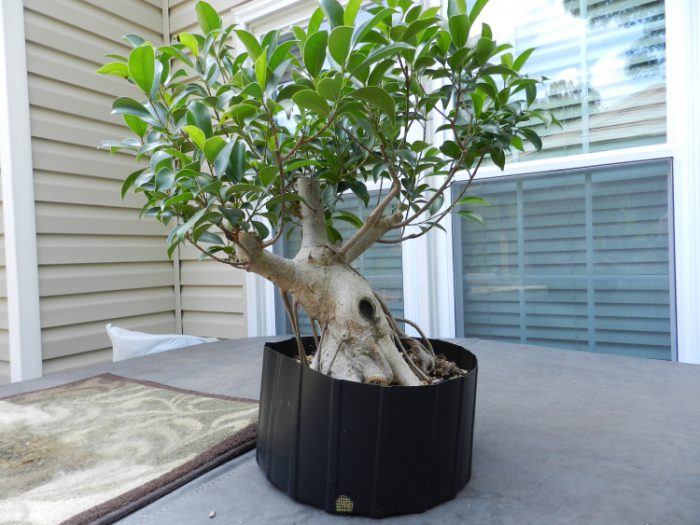 Ficus microcarpa