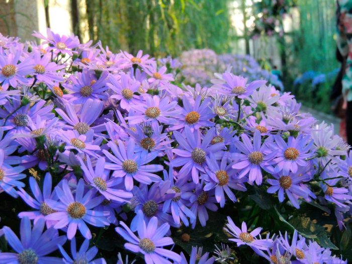 Цинерария гибридная (Cineraria hybrid)