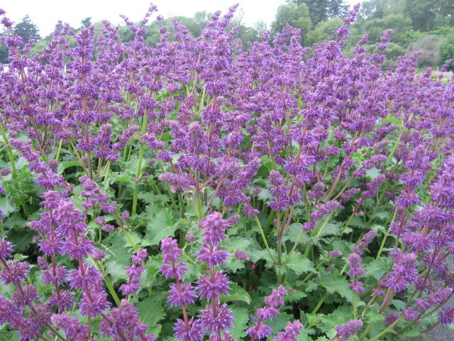 Сальвия мутовчатая (Salvia verticillata)