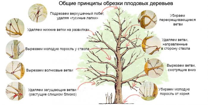 Обрезка прочих садовых деревьев