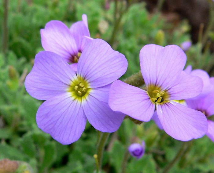 Обриета дельтовидная (Aubrieta deltoidea), или обриета дельтоида