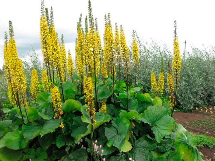 Бузульник сибирский (Ligularia sibirica)