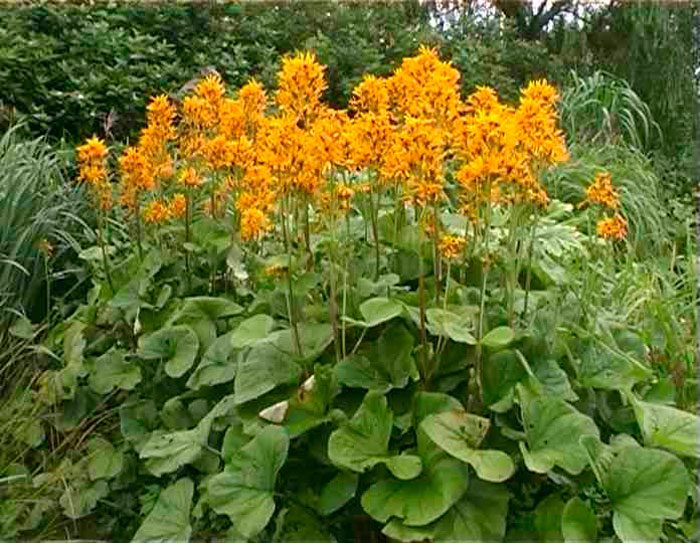 Бузульник Хессей (Ligularia x hessei)