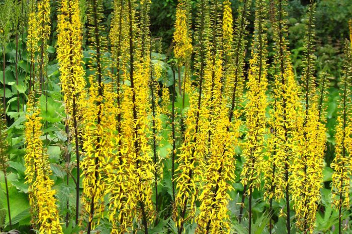 Бузульник Пржевальского (Ligularia przewalskii)