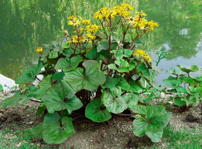 Бузульник зубчатый (Ligularia dentata)