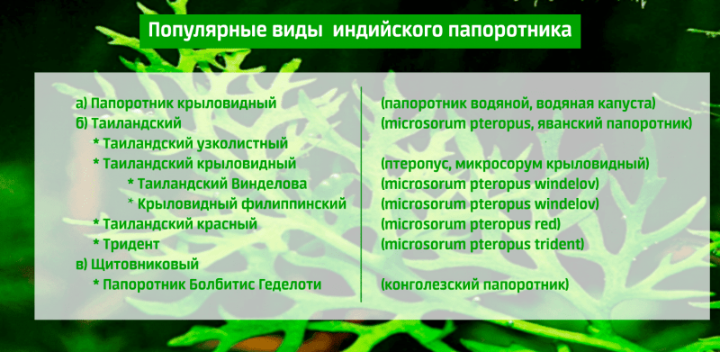 Папоротник таиландский и индийский (Водяная капуста, папоротник винделова, болбитис) - аквариумные растения: содержание, уход