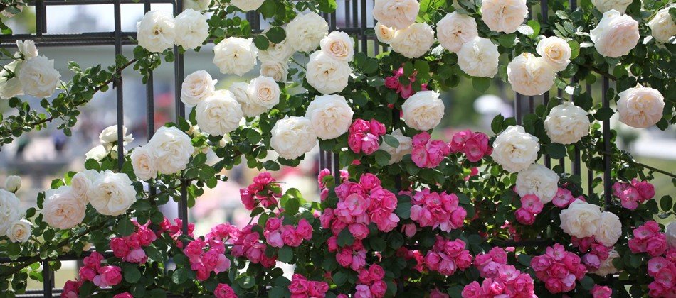 Плетистые розы нуждаются в бережной подготовке