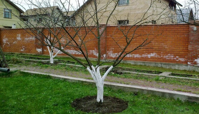 Яблоня Яблоня