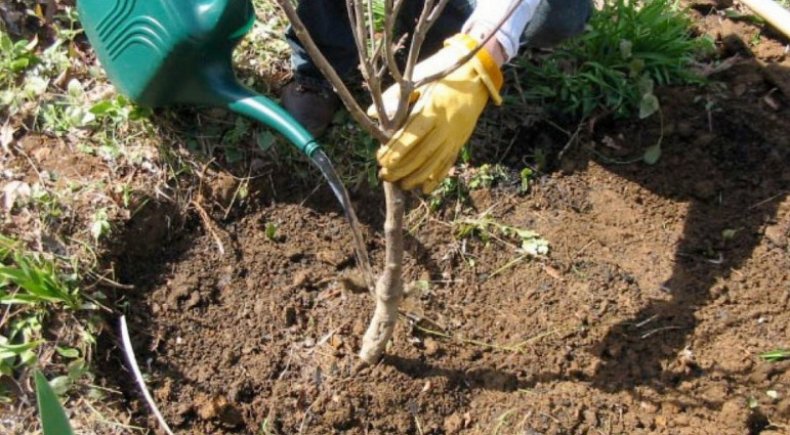 Посадка вишни Посадка вишни