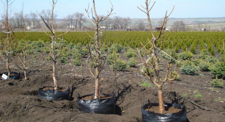 Молодые посаженные персики Молодые посаженные персики