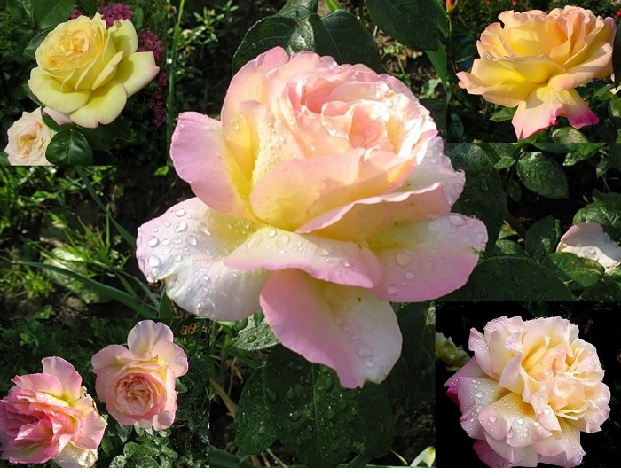 Сорт «Реасе» признан лидером розоводства во всем мире,является лучшим сортом роз для Подмосковья