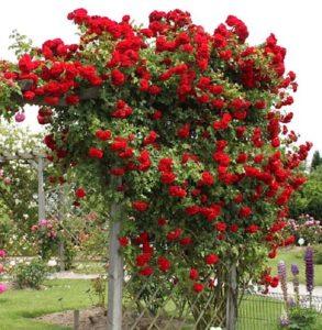 Сорт «Амадеус», как и все плетистые розы, выращивают на высоких и прочных опорах.Лучшие сорта роз для Подмосковья