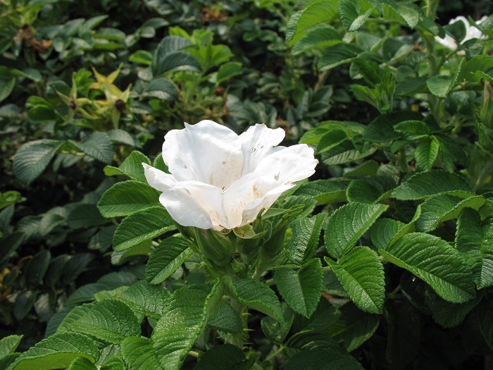 Blanc Double de Coubert, как и все наиболее морозоустойчивые сорта ведут свое начало от Rosa Rugosa и относятся к парковым розам