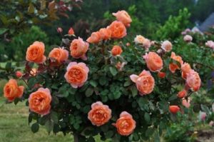 Английская роза «Пэт Остин» (Pat Austin).