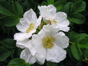 Цветки ругозы Альба прекрасно держат дождь, что делает растение пригодным для выращивания во влажном дождливом климате.