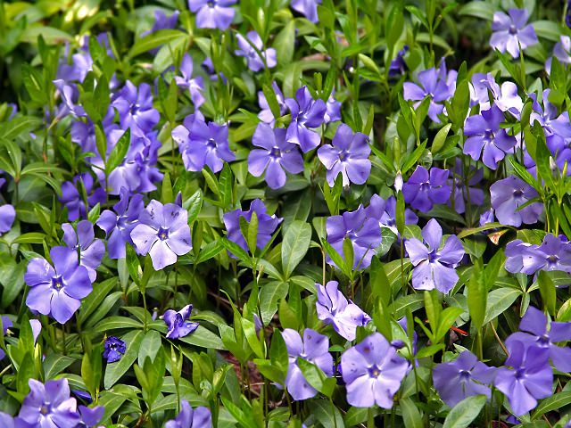 Красивые фиолетовые растения 