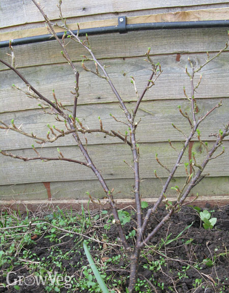 Gooseberry bush after winter pruning