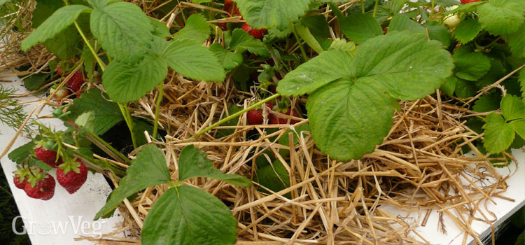 Strawberries in a container mulched with straw