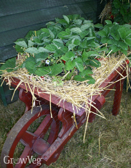 Strawberries growing in a wheelbarrow