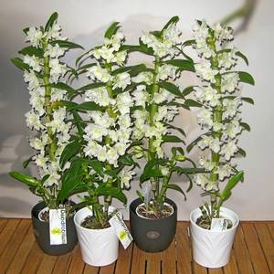 Дендробиум орхидея любимица многих садоводов