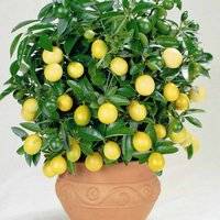 Комнатный лимон в вазоне