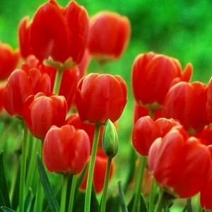 Домашние цветы с красными цветами порадуют разнообразием и количеством