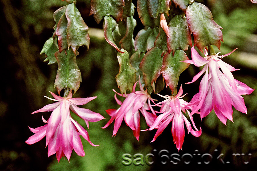 Шлюмбергера орсичиана (Schlumbergera orssichiana)