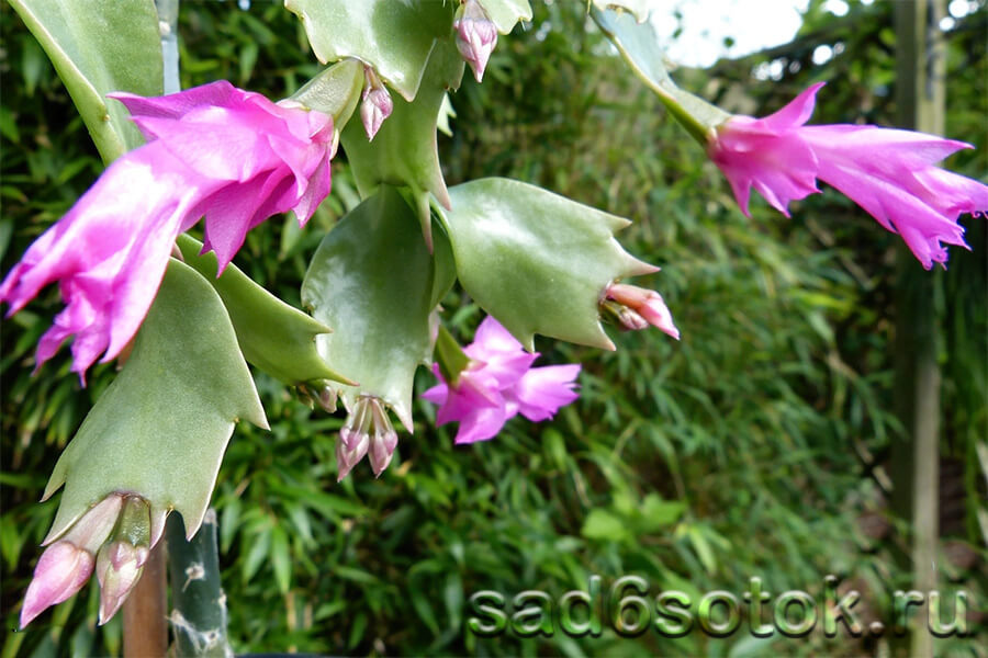 Шлюмбергера Каутского (Schlumbergera kautskyi)